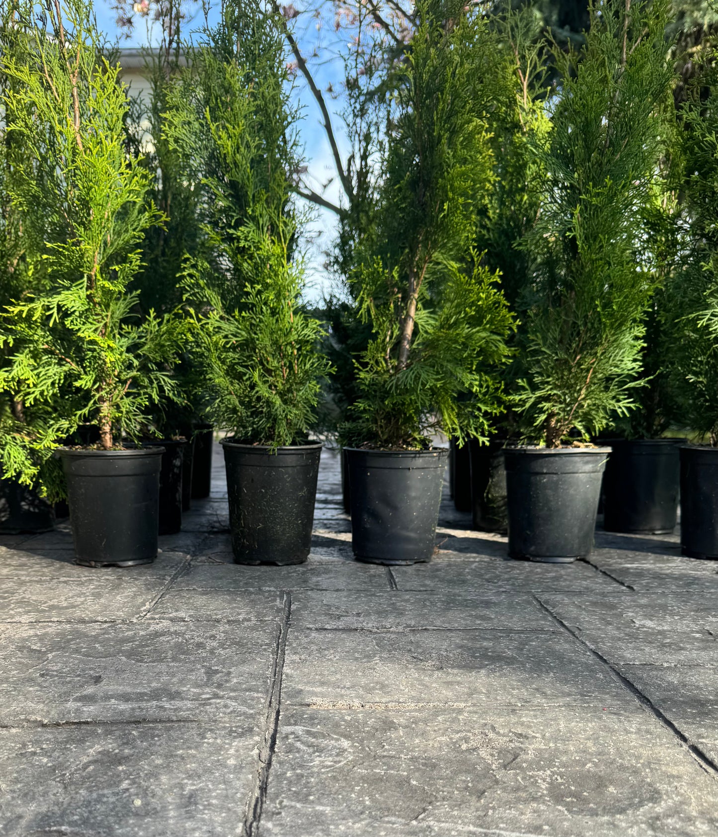 Cedar 'Emerald'