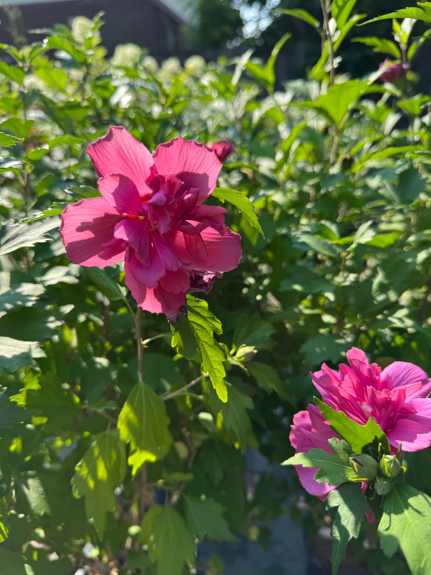 Hibiscus Rose of Sharon 2 Gallon