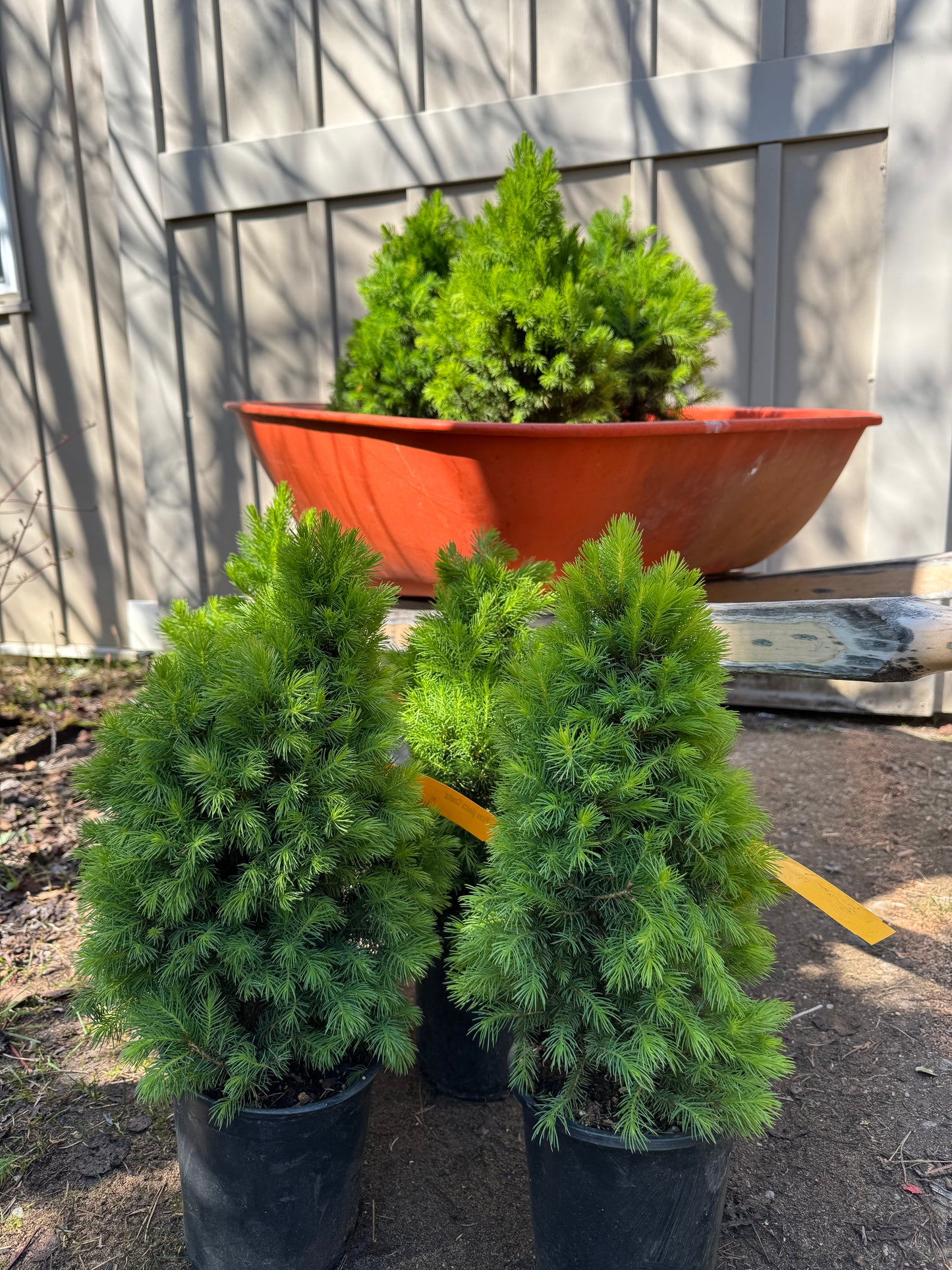 Dwarf Alberta Spruce 'Conica' (Picea Glauca) - 1 Gallon