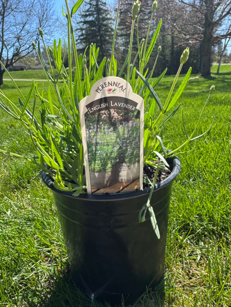 English Lavender 'Essence Purple' (Lavandula) - 1 Gallon
