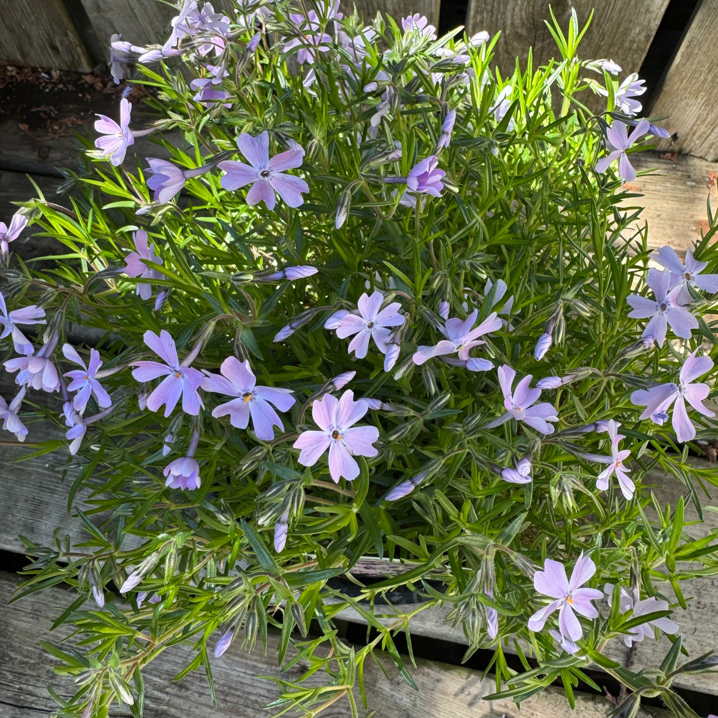Creeping Phlox 'Emerald Blue' (phlox subulata) - 1 Gallon