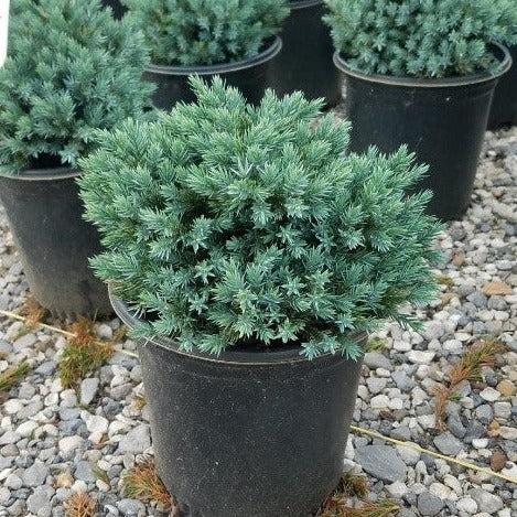 Juniper 'Blue Star' - 1 Gallon