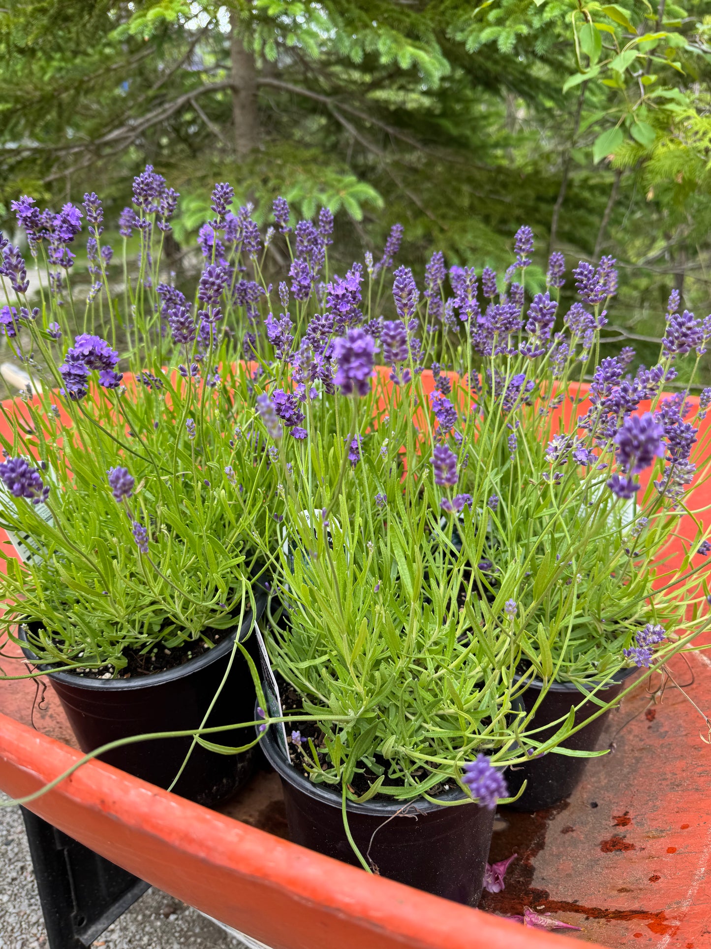 English Lavender 'Essence Purple' (Lavandula) - 1 Gallon