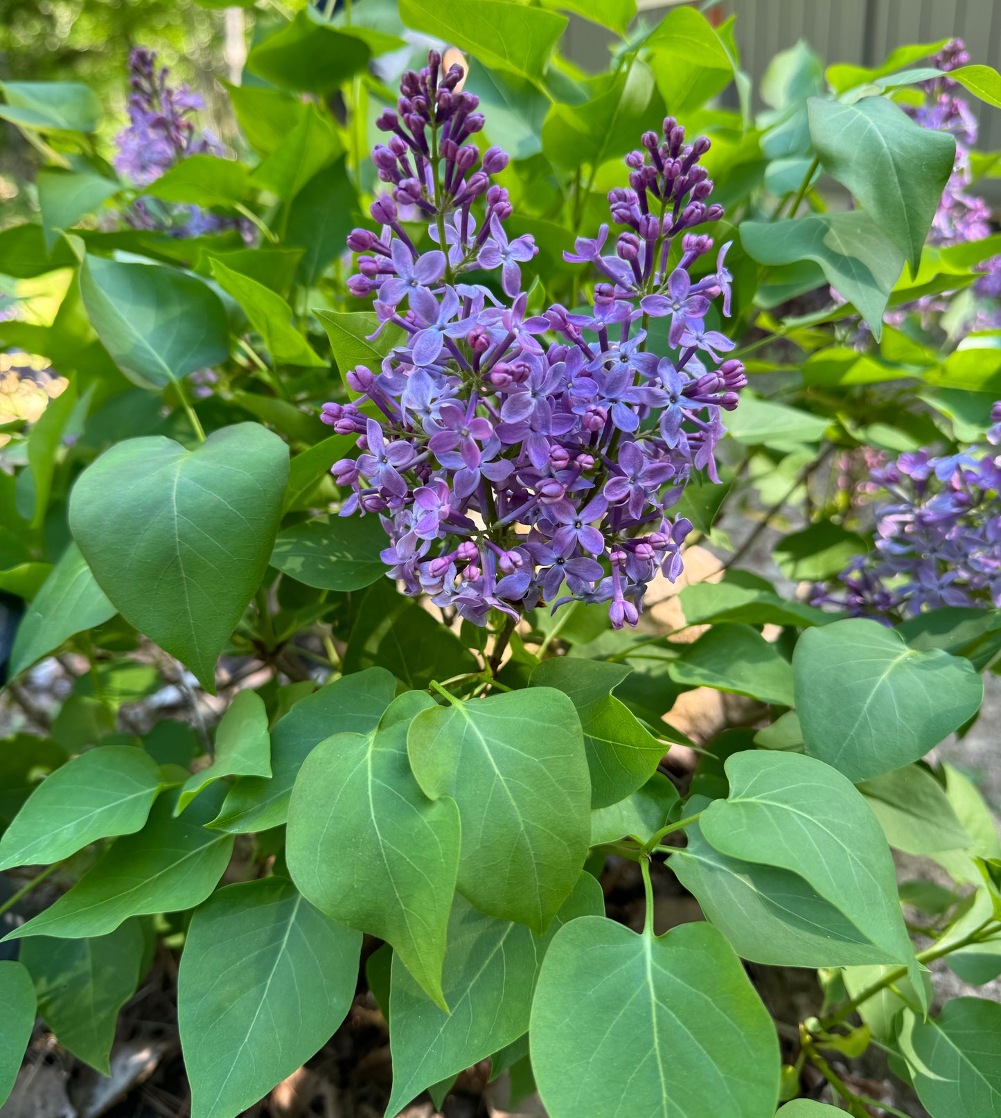 Lilac - 2 Gallon