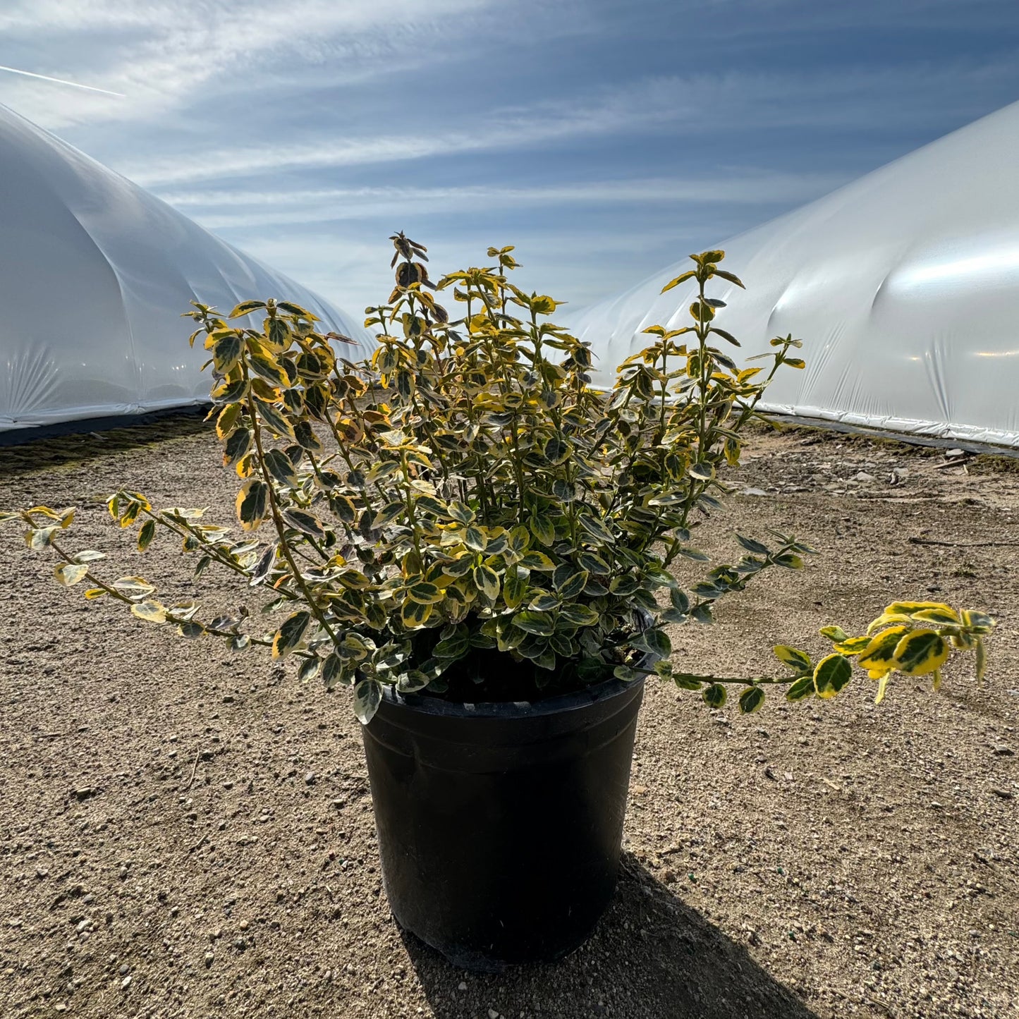 Euonymus 'Emerald n' Gold' - 2 Gallon
