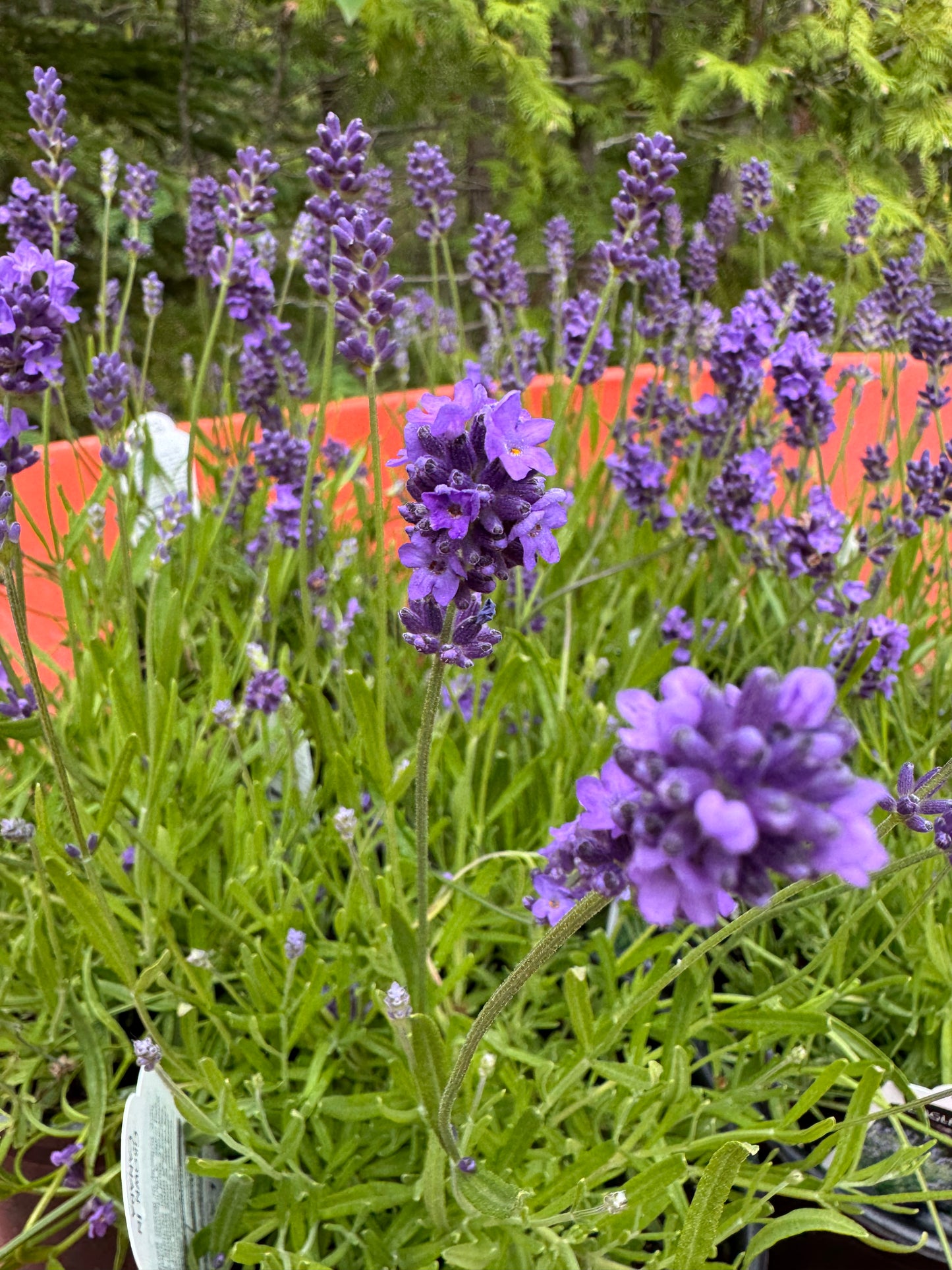 English Lavender 'Essence Purple' (Lavandula) - 1 Gallon