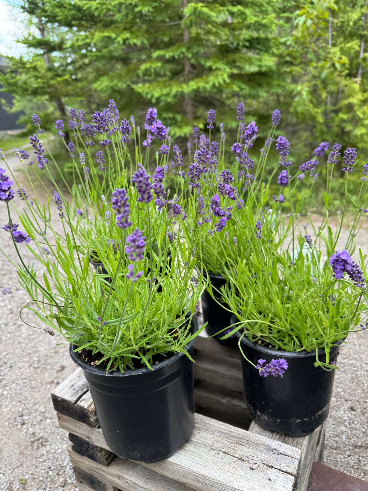 English Lavender 'Essence Purple' (Lavandula) - 1 Gallon