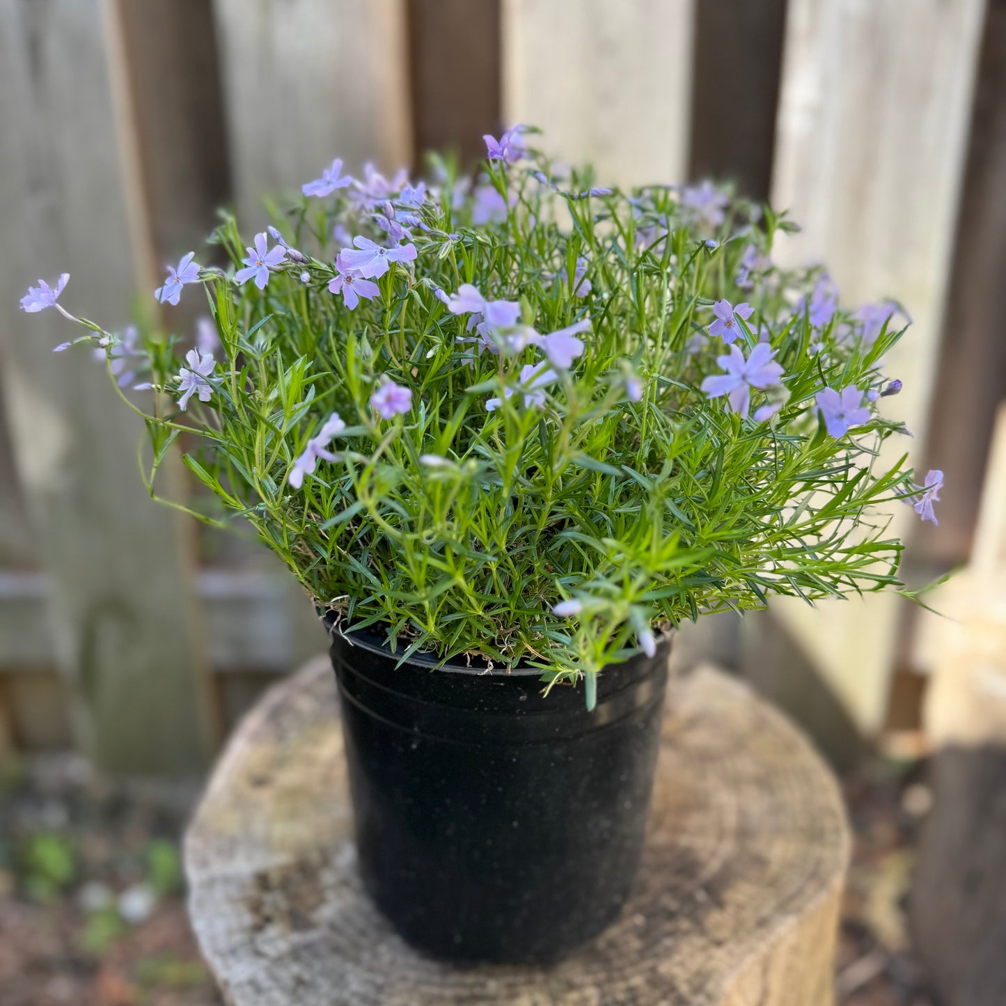 Creeping Phlox 'Emerald Blue' (phlox subulata) - 1 Gallon