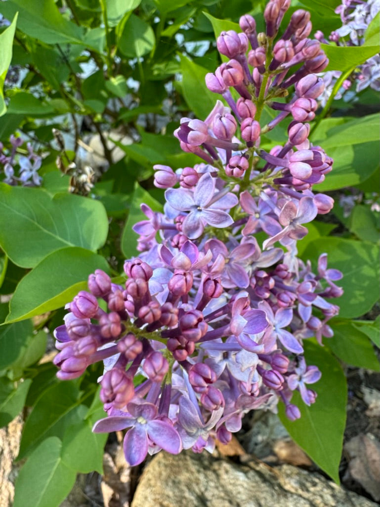 Lilac - 2 Gallon
