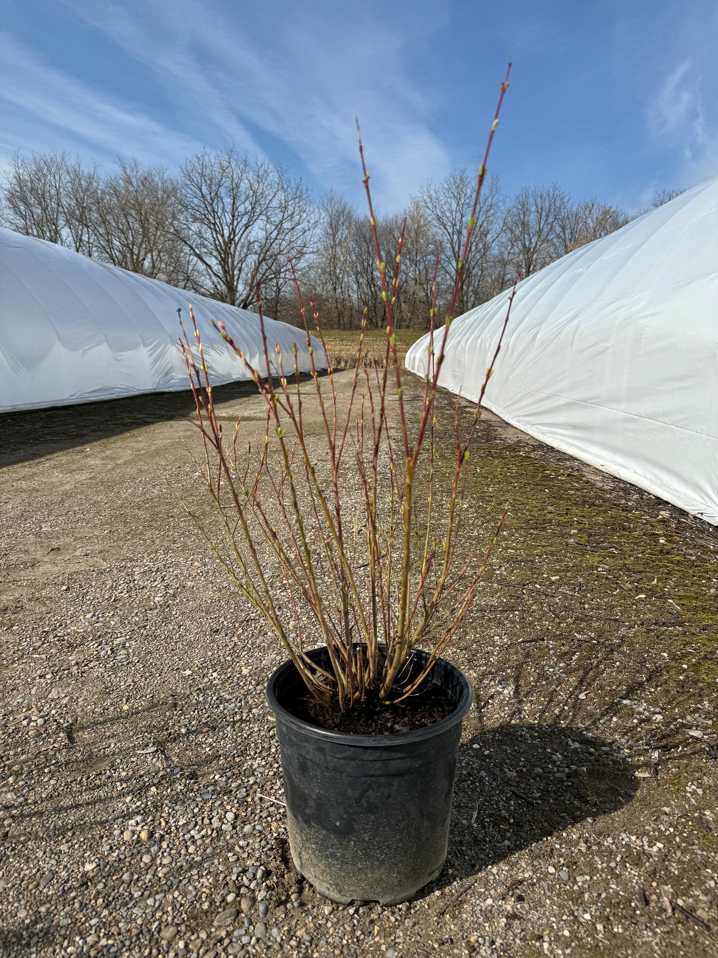Forsythia - 2 Gallon