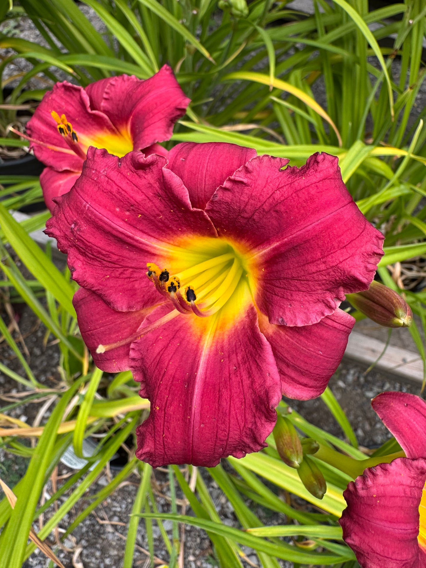 Daylily 'Rajah' (hemerocallis)