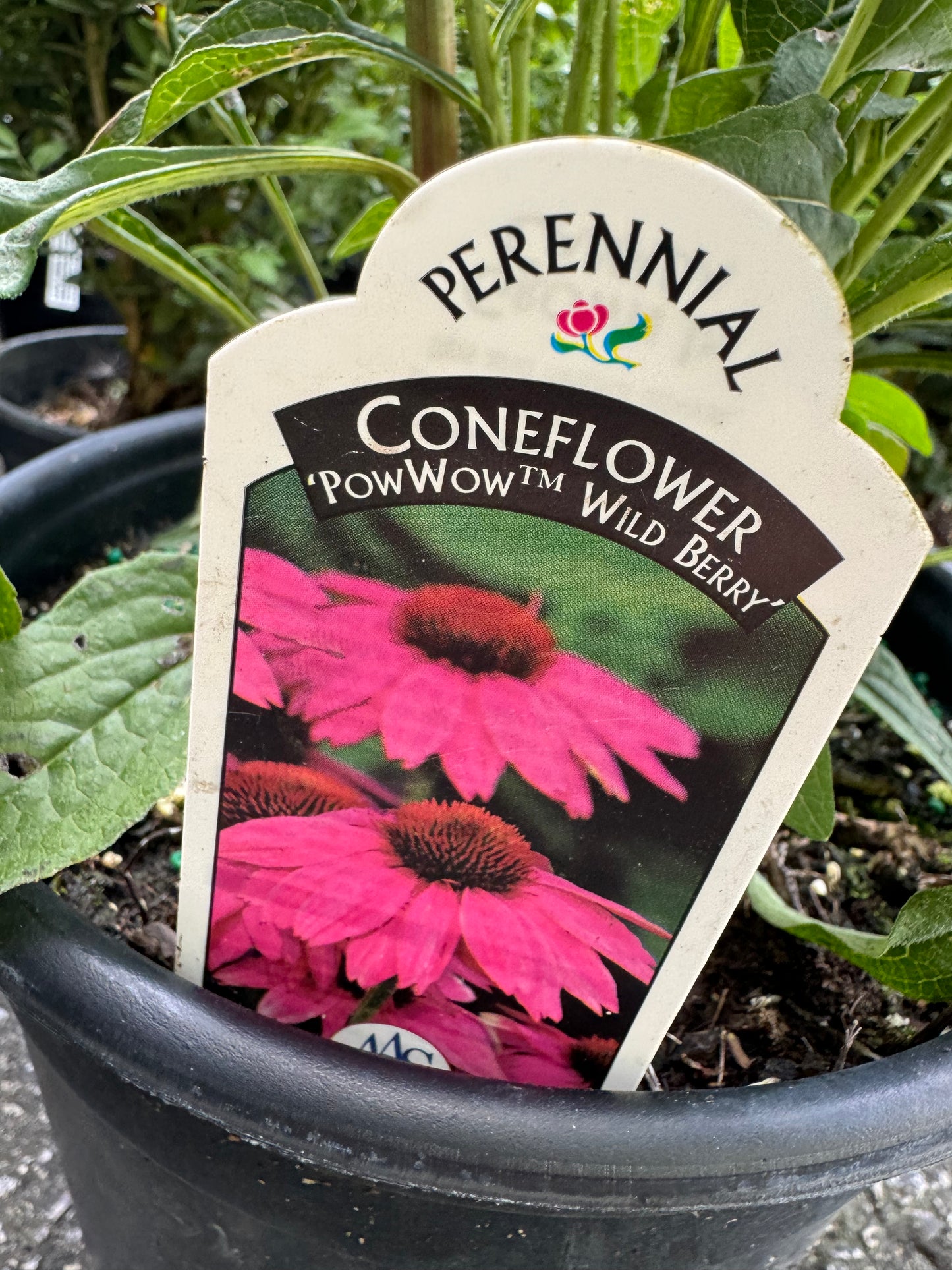 Purple Coneflower 'PowWow Wild Berry' (Echinacea) - 1 Gallon