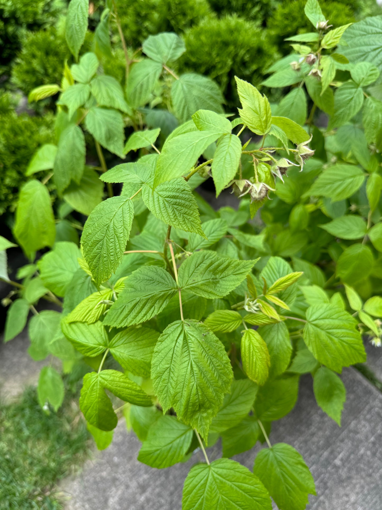 Everbearing Raspberry 'Heritage' - 1 Gallon