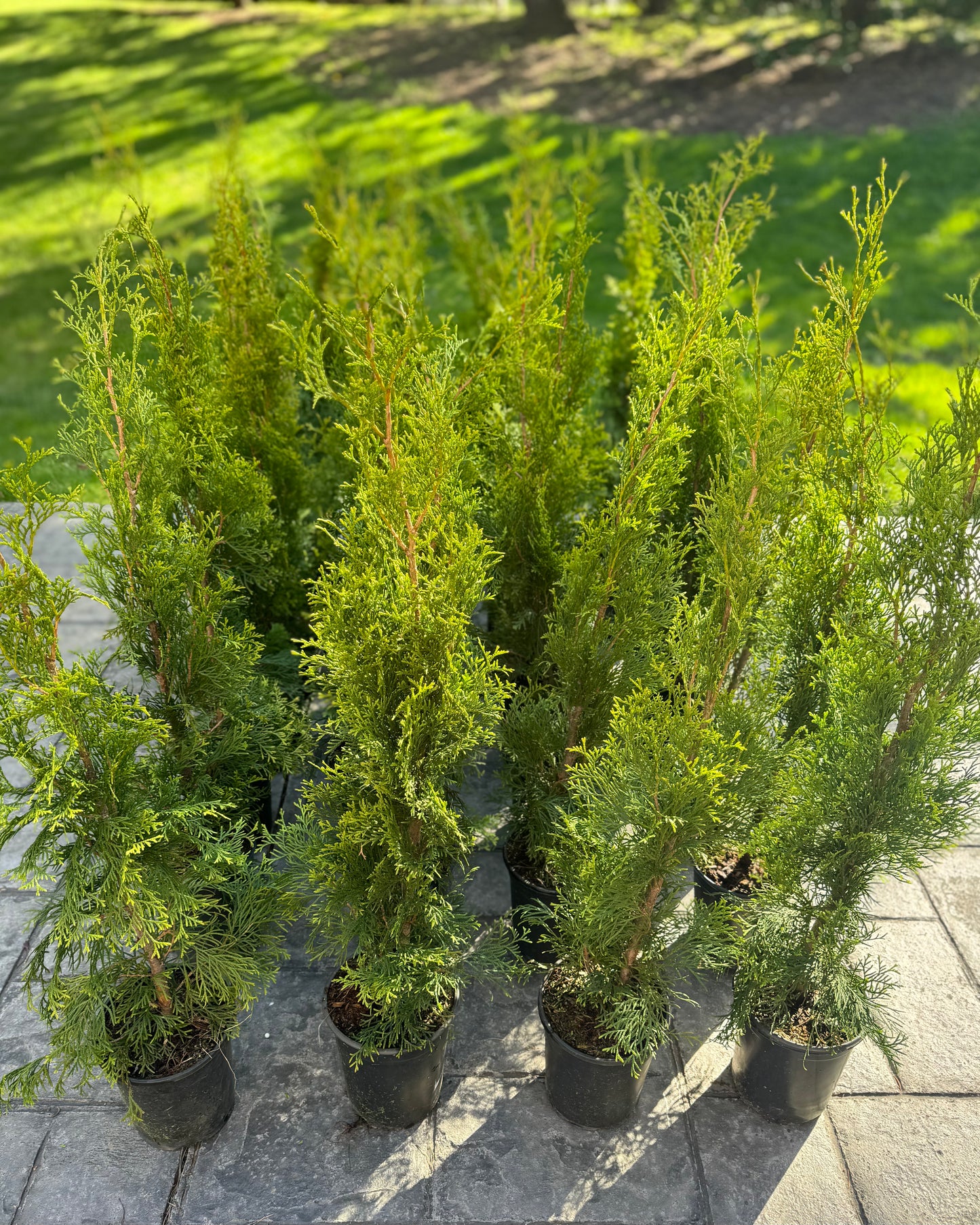 Cedar 'Emerald'