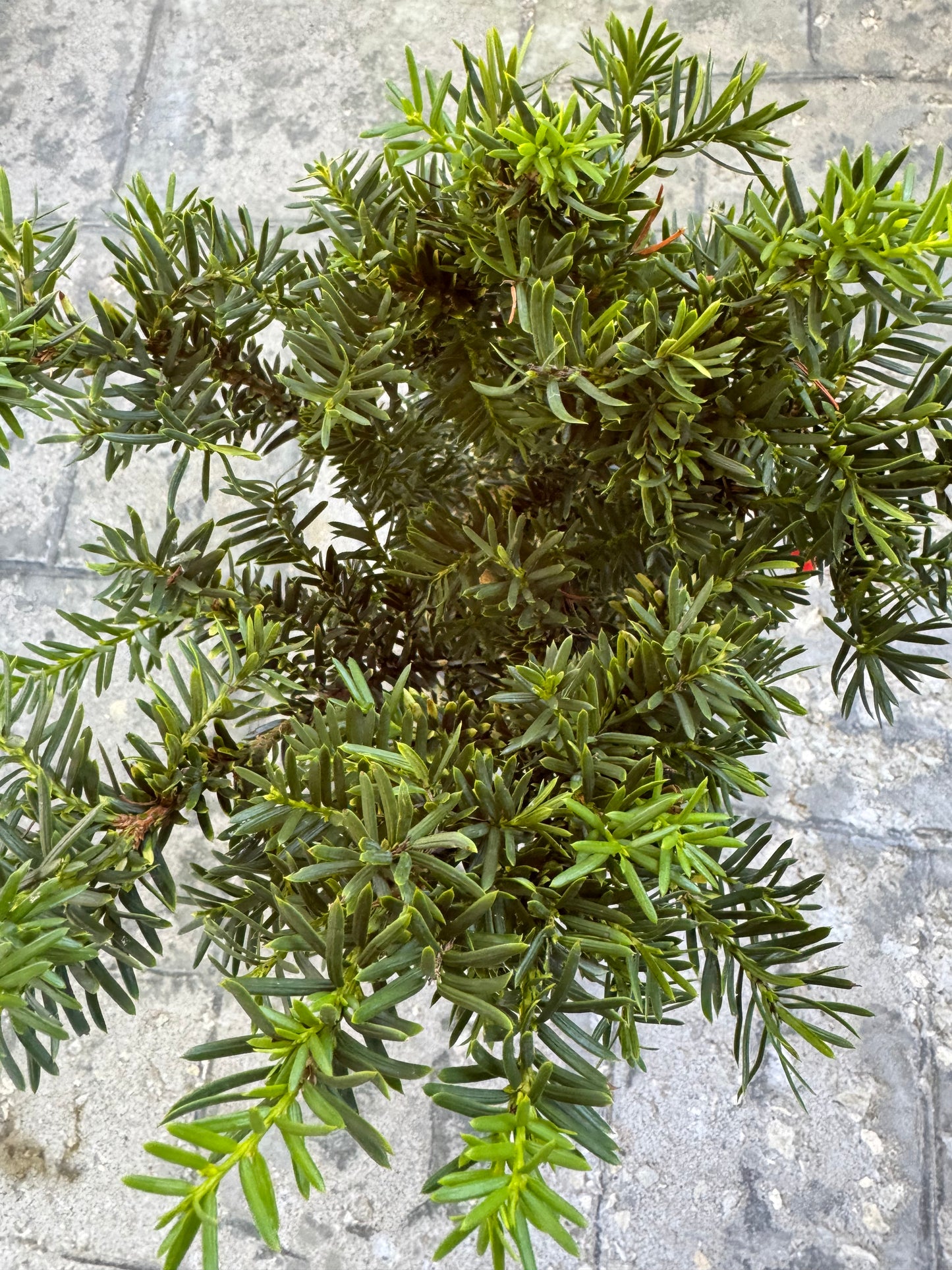 Yew 'Morden' (Taxus Cuspidata) - 1 Gallon