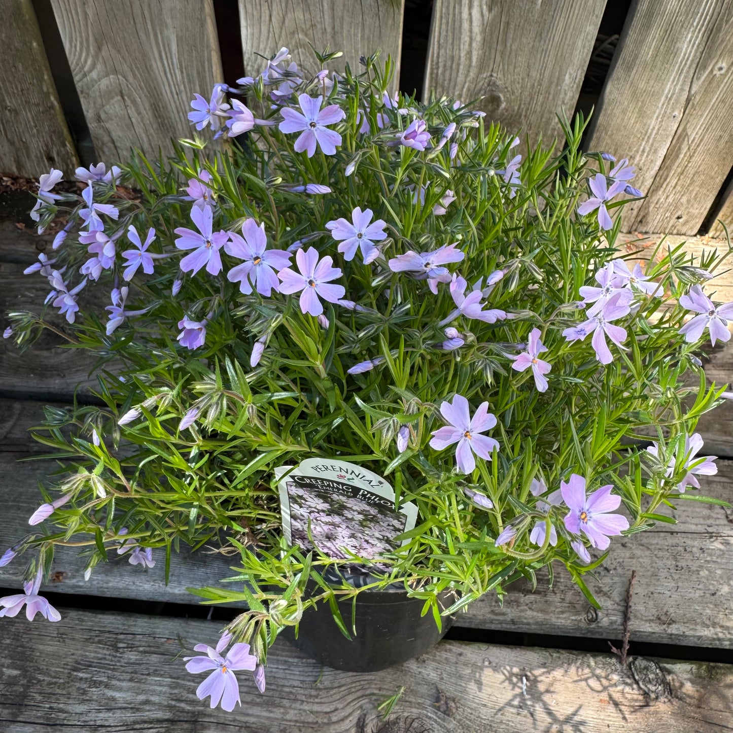 Creeping Phlox 'Emerald Blue' (phlox subulata) - 1 Gallon
