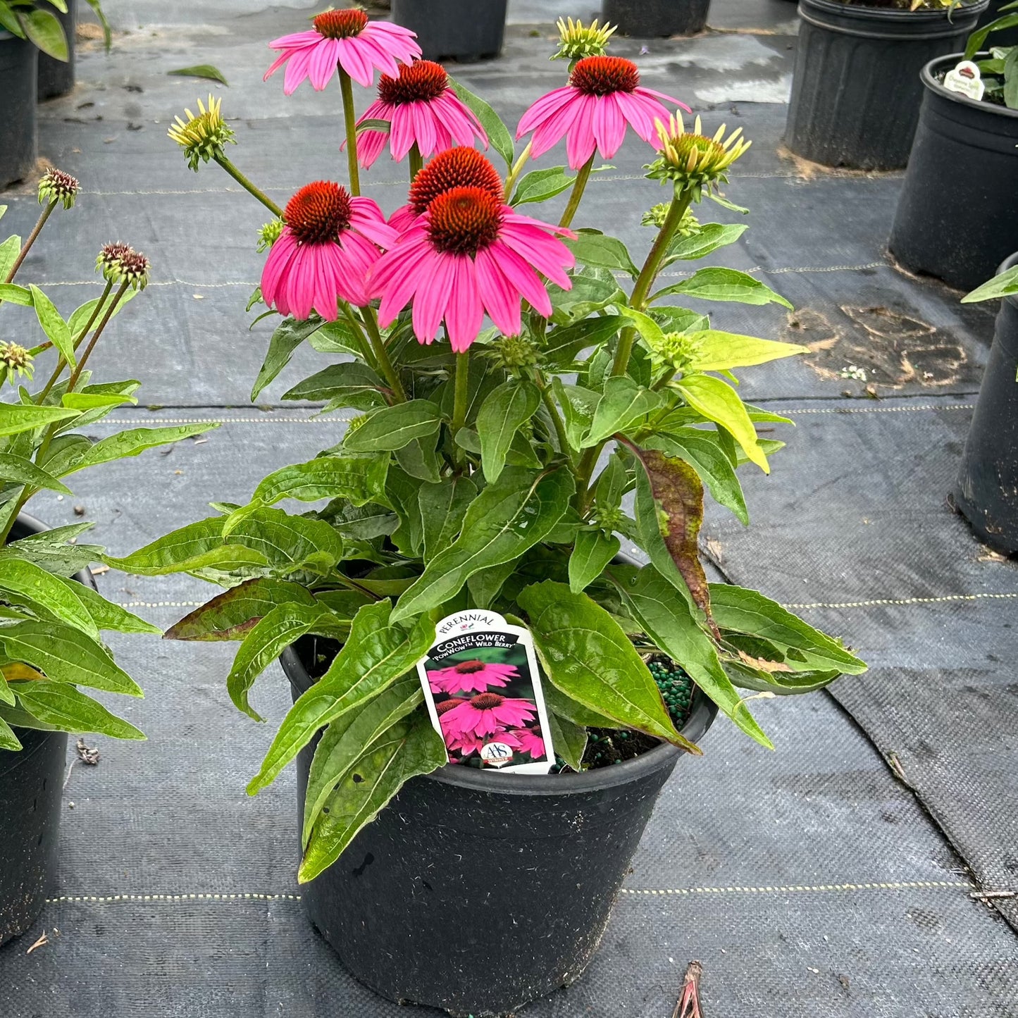 Purple Coneflower 'PowWow Wild Berry' (Echinacea) - 1 Gallon