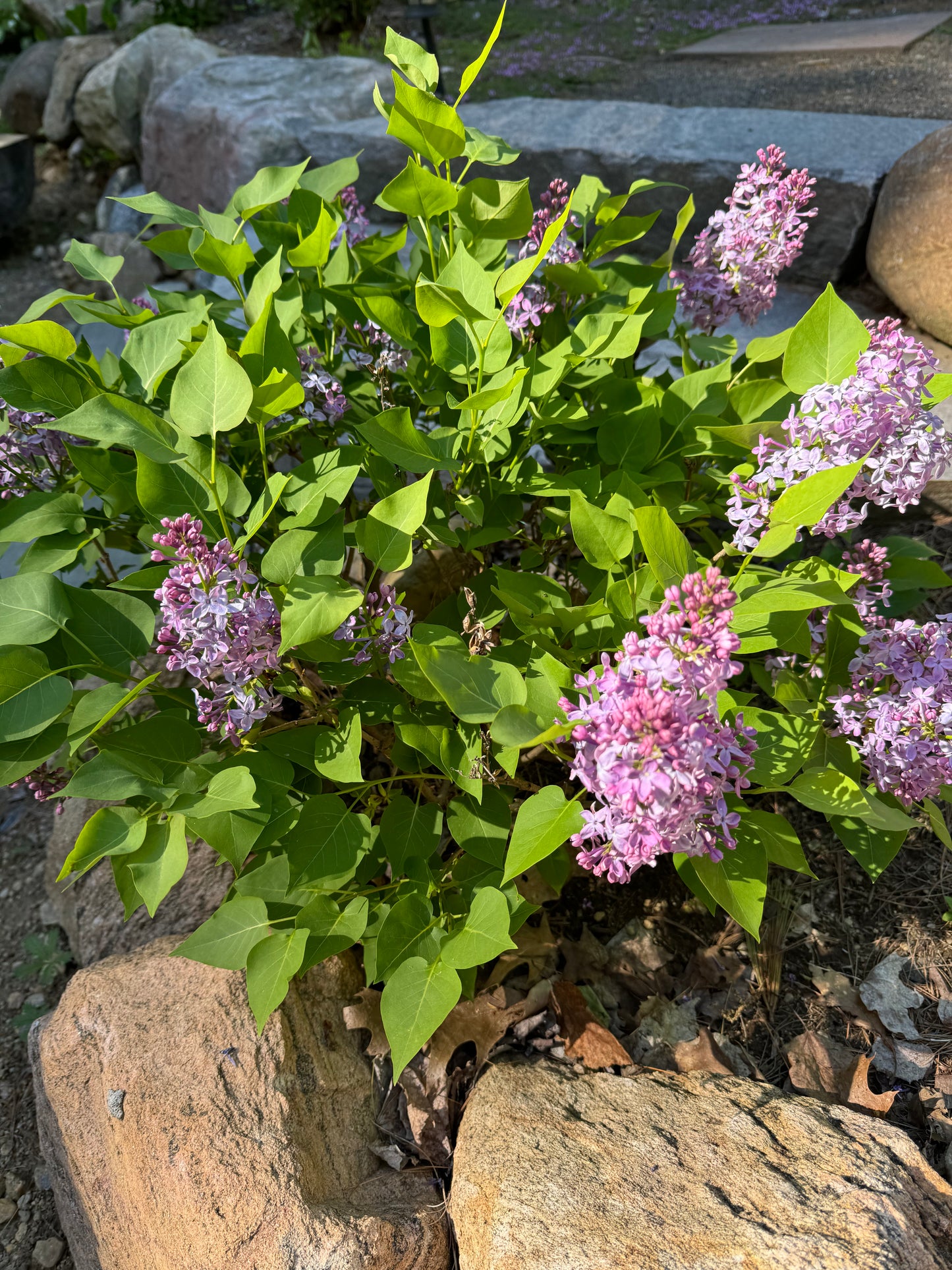 Lilac - 2 Gallon