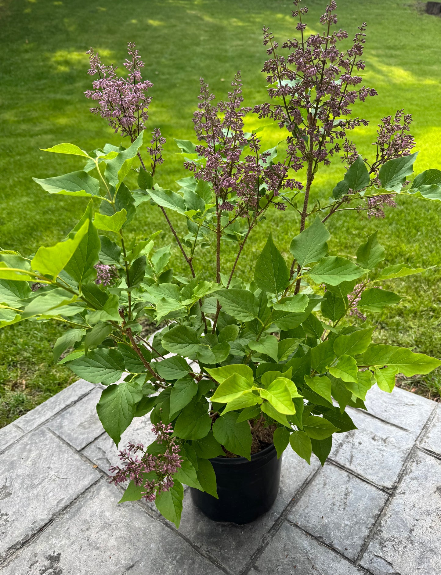 Lilac - 2 Gallon