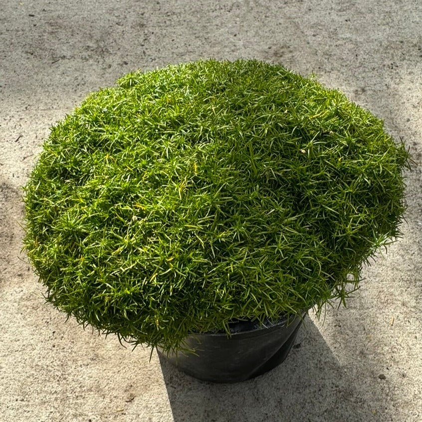 Scotch Moss 'Aurea' (Sagina Subulata) - 1 Gallon