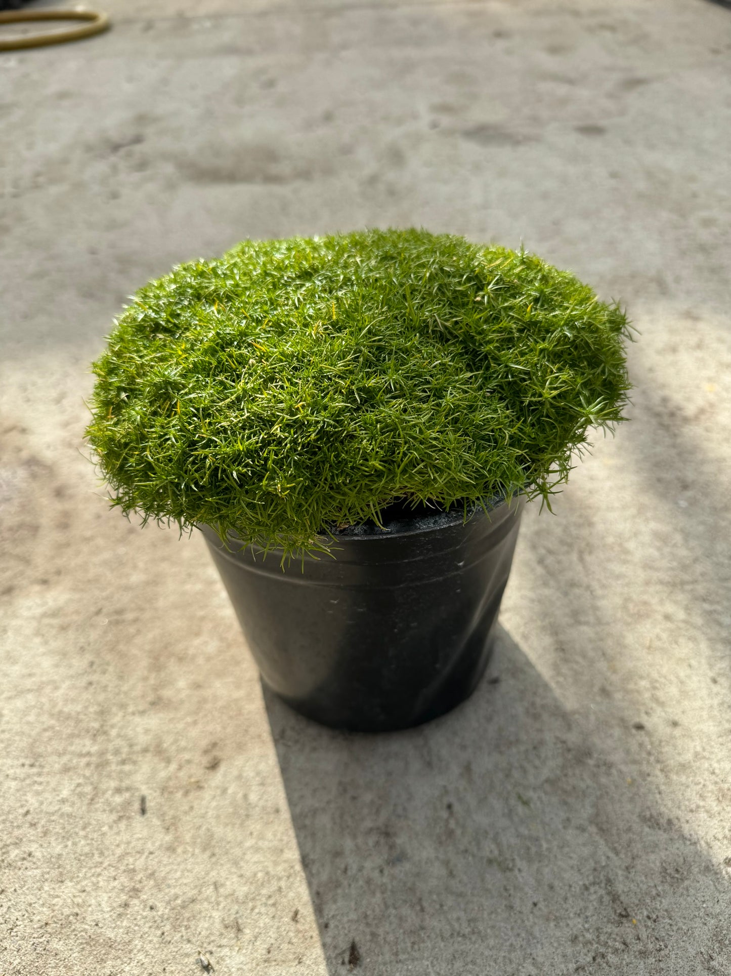 Scotch Moss 'Aurea' (Sagina Subulata) - 1 Gallon