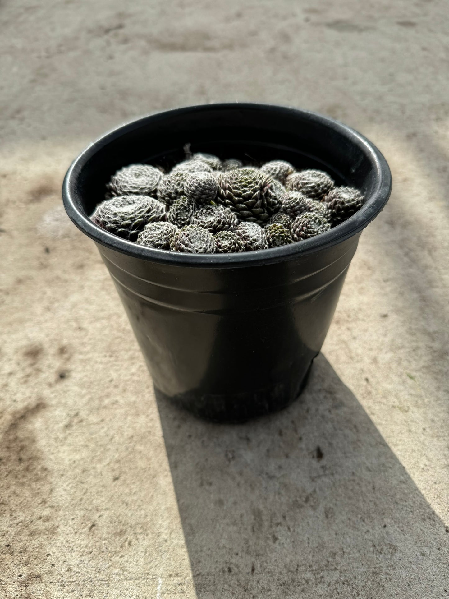 Hens and Chicks 'Cobweb' (Sempervivium Arachniodeum) - 1 Gallon