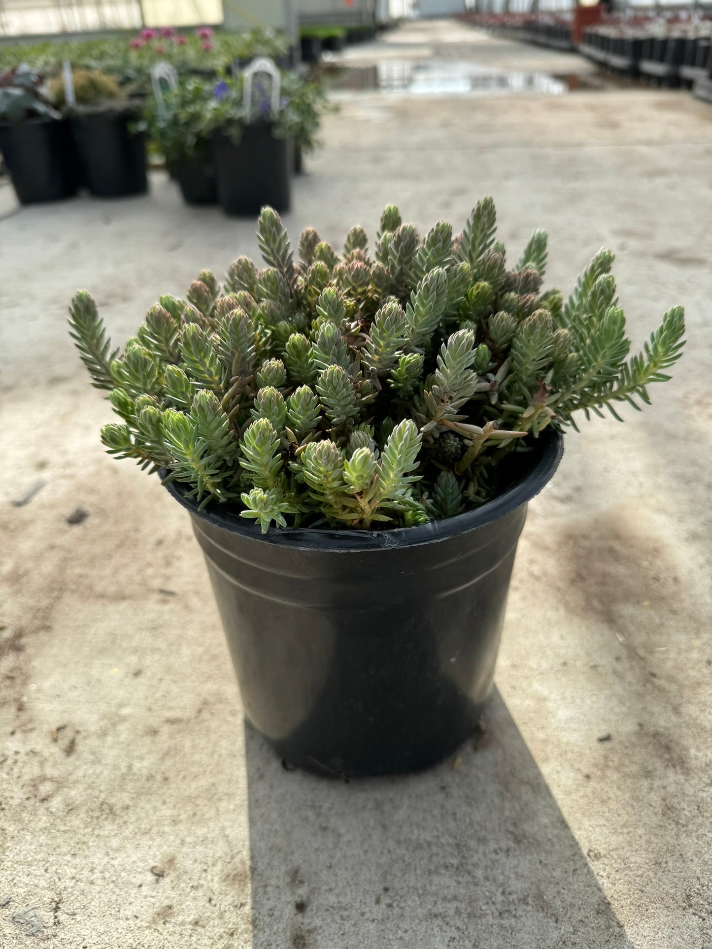 Stonecrop 'Blue spruce' (Sedum Tetractinum) - 1 Gallon