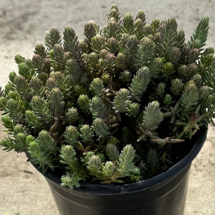 Stonecrop 'Blue spruce' (Sedum Tetractinum) - 1 Gallon