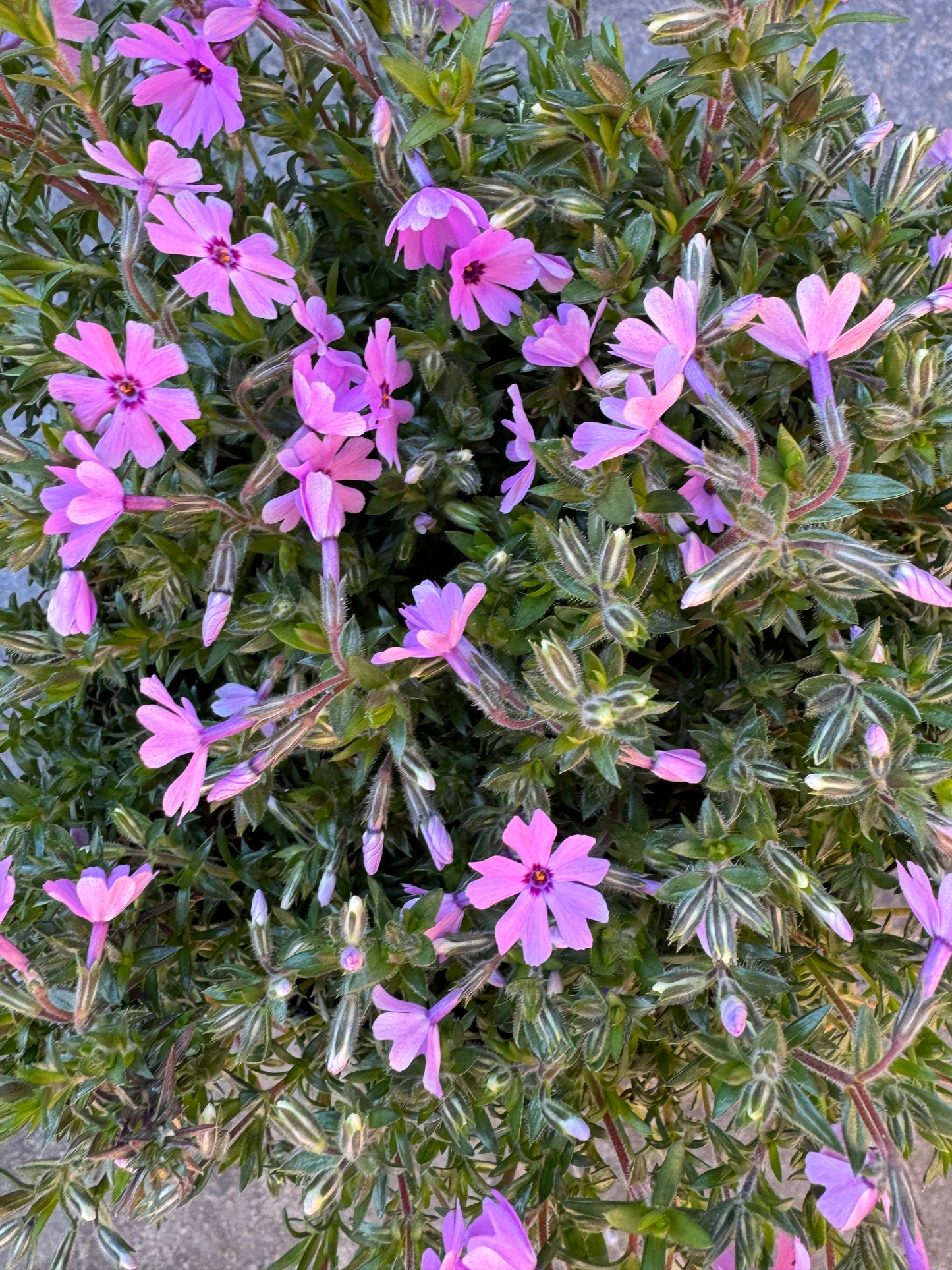 Creeping Phlox 'Pink' (phlox subulata) - 1 Gallon