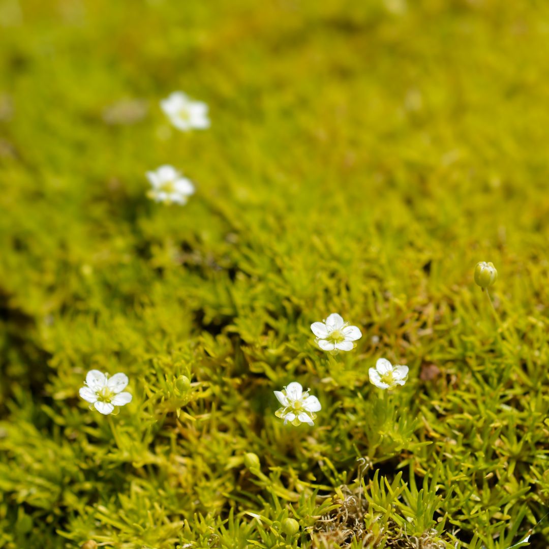 Scotch Moss 'Aurea' (Sagina Subulata) - 1 Gallon