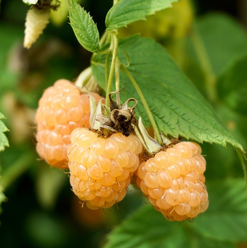 Everbearing Raspberry 'Fall Gold' - 1 Gallon