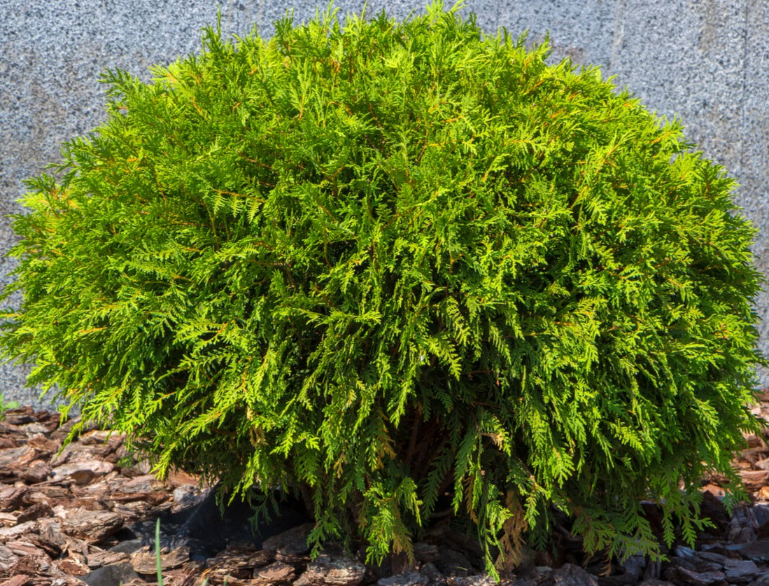 Globe Cedar- 1 Gallon