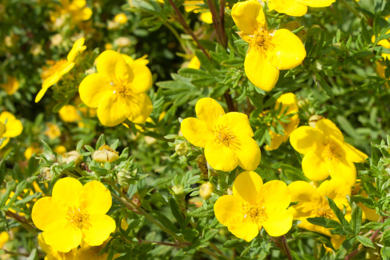 Potentilla 'Little Pot of Gold'