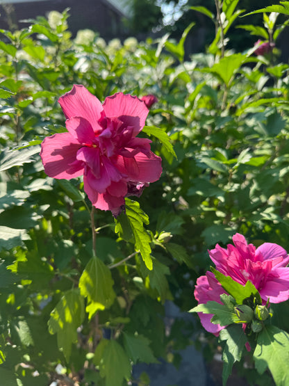 Hibiscus Rose of Sharon 2 Gallon
