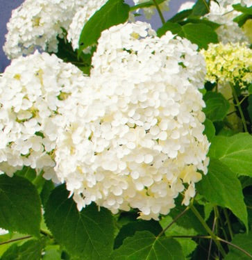 Hydrangea 'Annabelle' - 2 Gallon