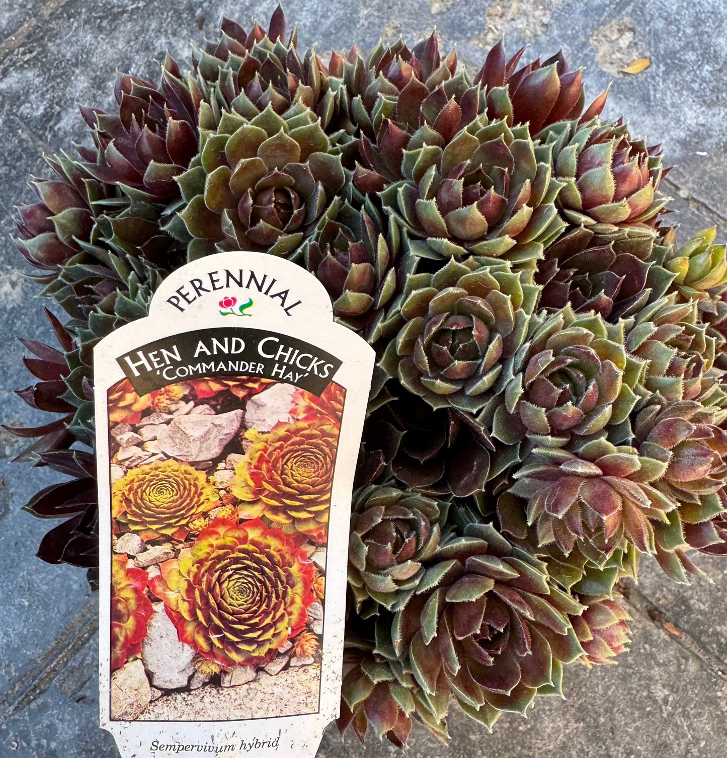 Hens and Chicks 'Commander Hay' (Sempervivum hybrid) - 1 Gallon