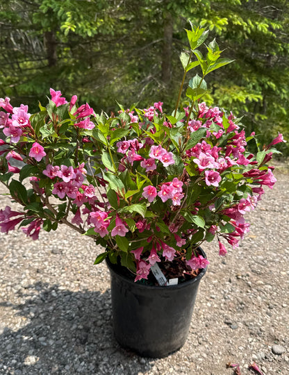 Weigela 'Minuet'