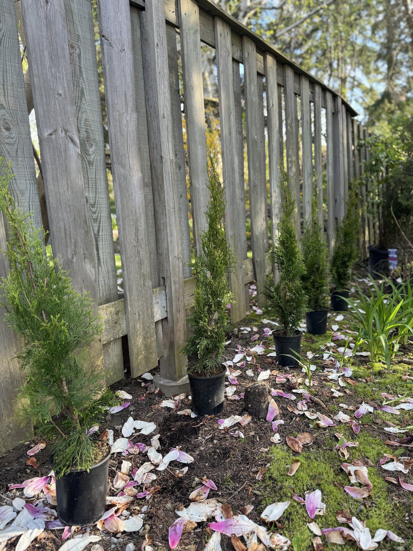 Cedar 'Emerald' -  1 Gallon