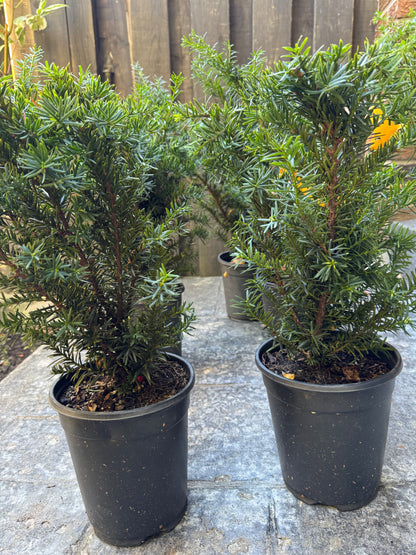 Yew 'Morden' (Taxus Cuspidata) - 1 Gallon