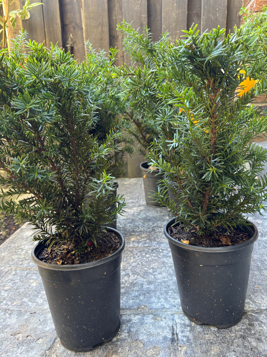 Yew 'Morden' (Taxus Cuspidata) - 1 Gallon