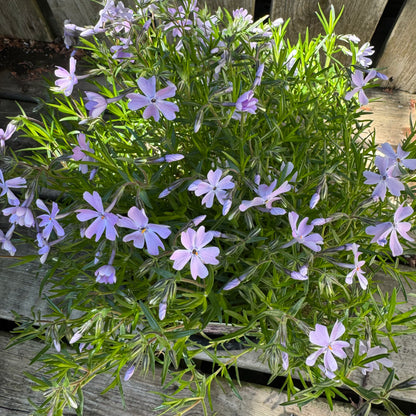 Creeping Phlox 'Emerald Blue' (phlox subulata) - 1 Gallon