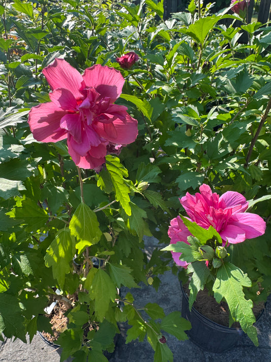 Hibiscus Rose of Sharon 2 Gallon