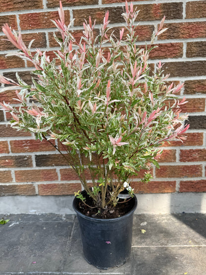 Dappled Willow (Salix integra) - 2 Gallon