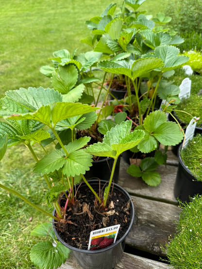 Strawberry - 1 Gallon