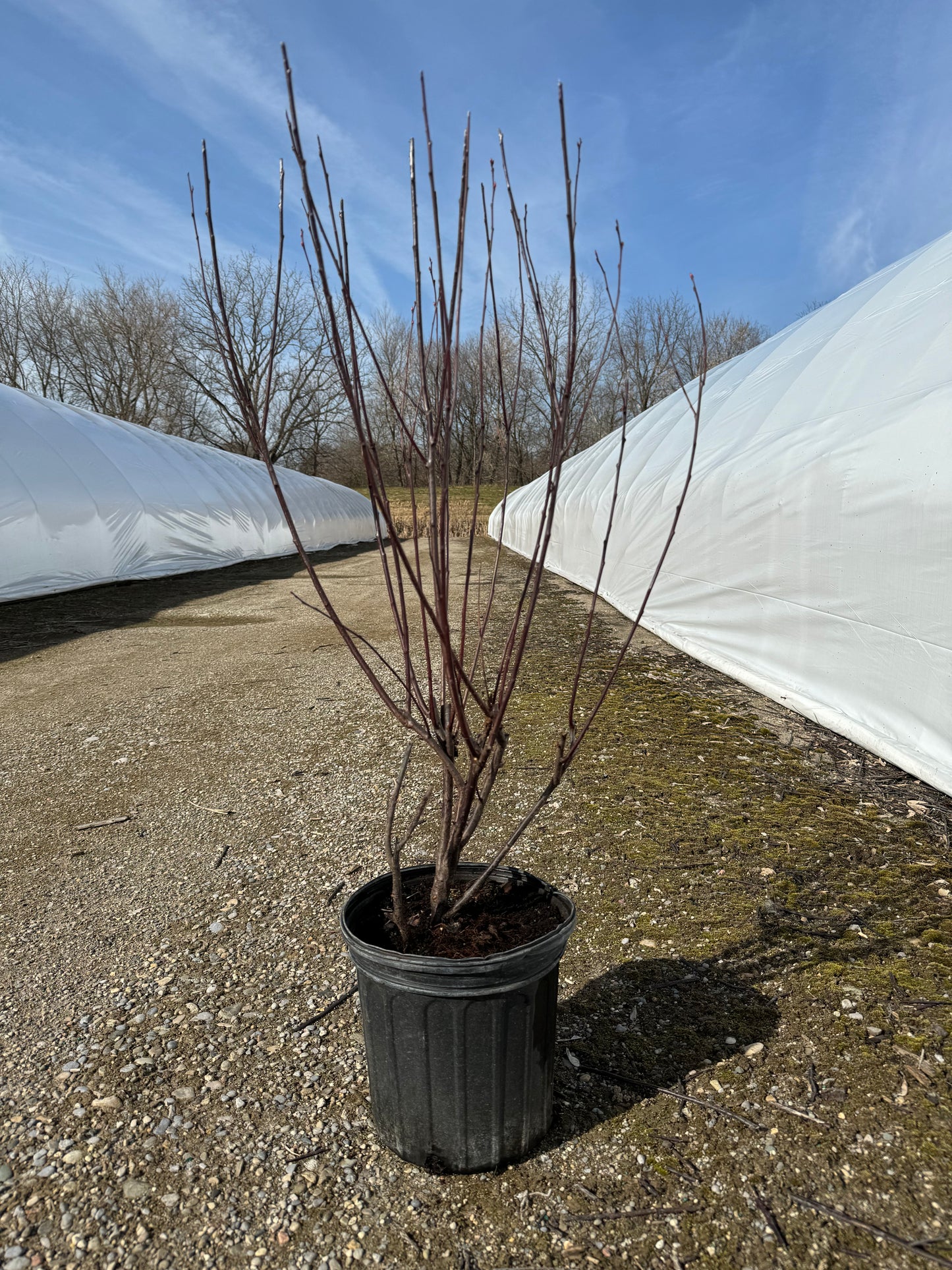 Purple Leaf Sandcherry - 2 Gallon