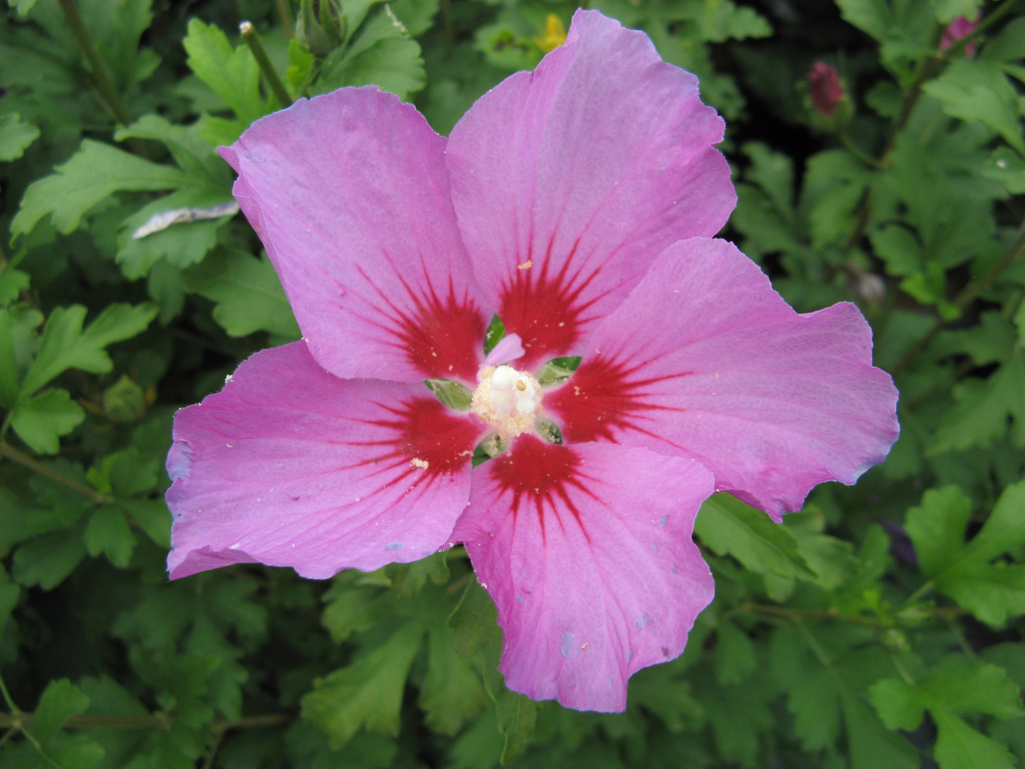 Hibiscus Rose of Sharon 2 Gallon