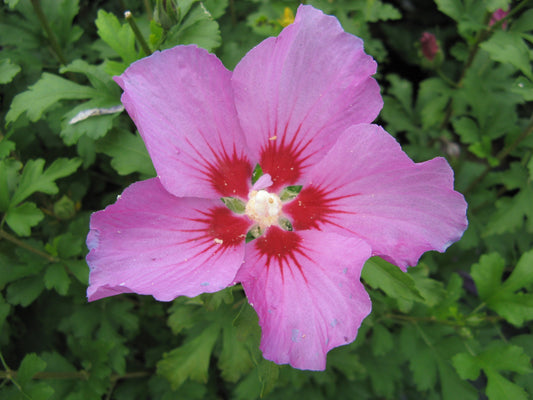 Hibiscus Rose of Sharon 2 Gallon