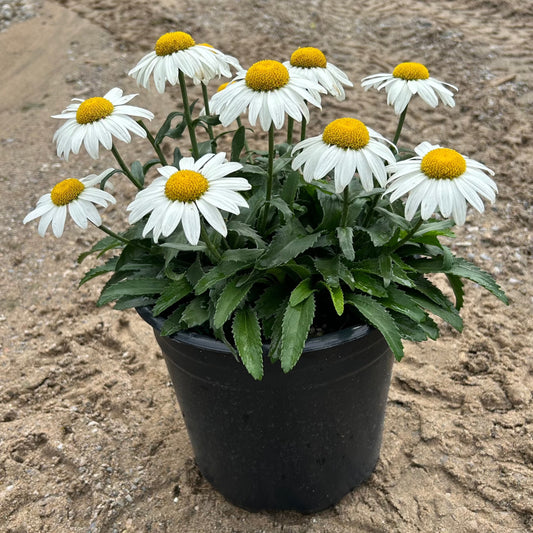 Shasta Daisy 'Snow cap' - 2 Gallon