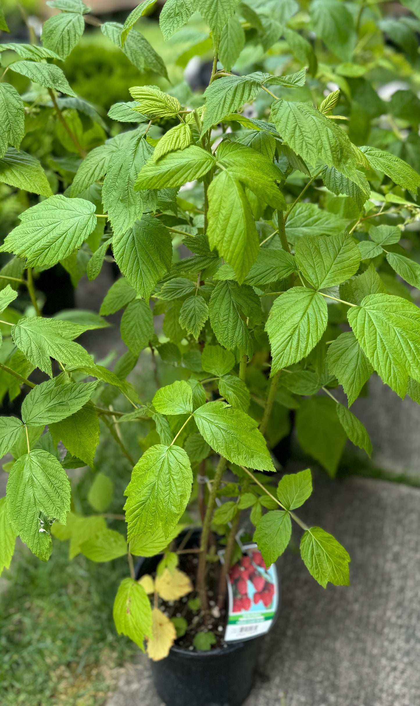 Everbearing Raspberry 'Heritage' - 1 Gallon