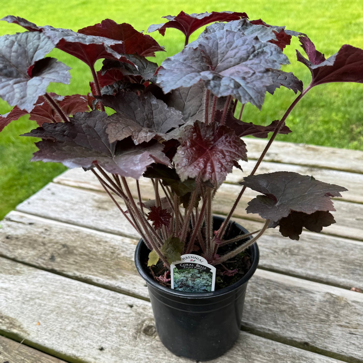 Coral Bells 'Palace Purple' (Heuchera) - 1 Gallon